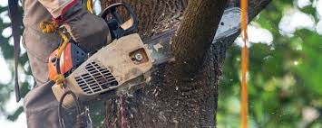 Trusted Priest River, ID Tree Services Experts